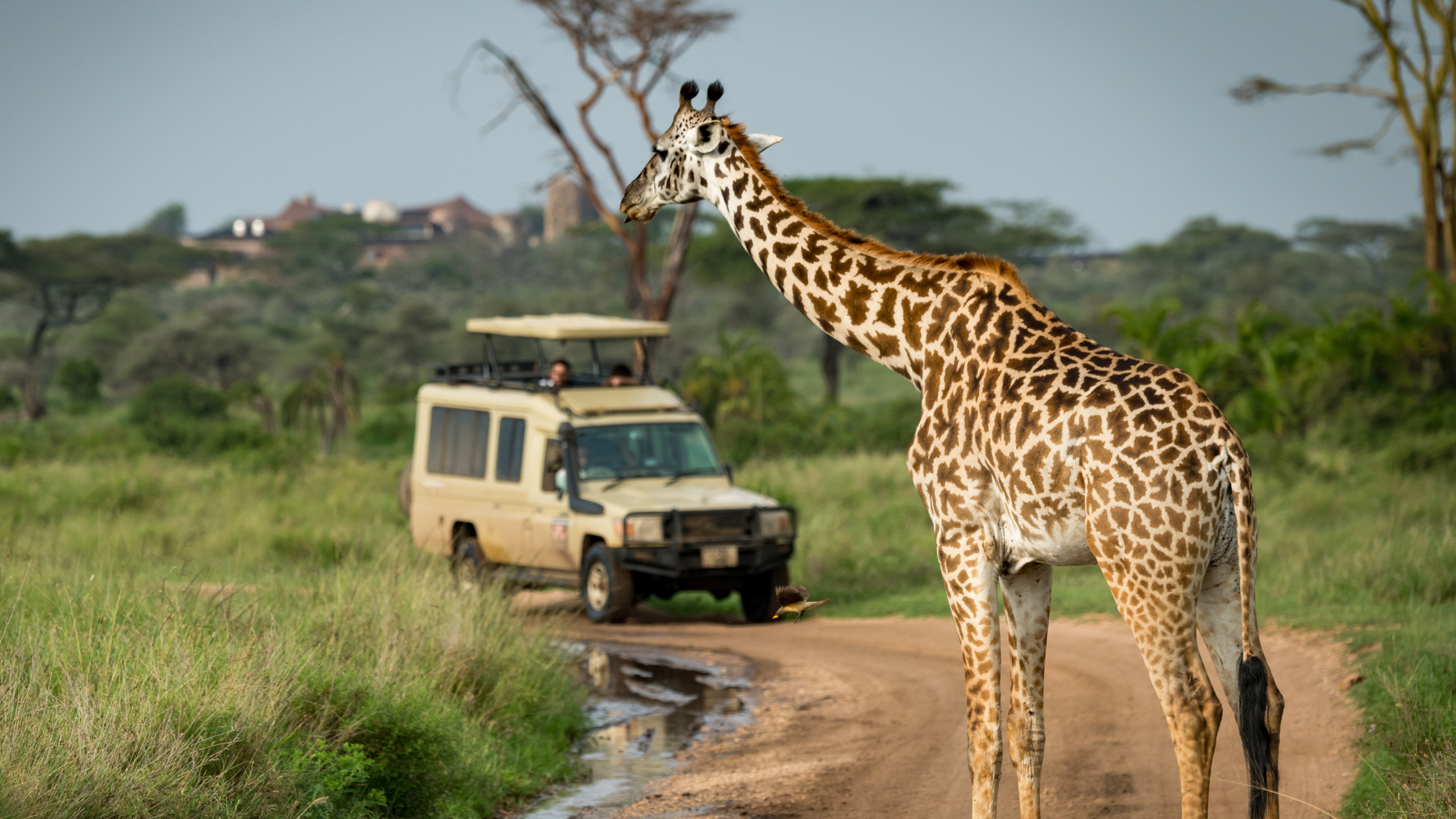 Giraff
